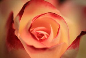 Ruža - Dan žena - Logično