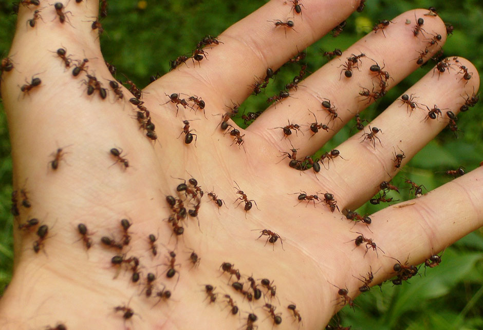 Učimo od mravi