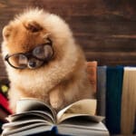 pas knjiga znanje