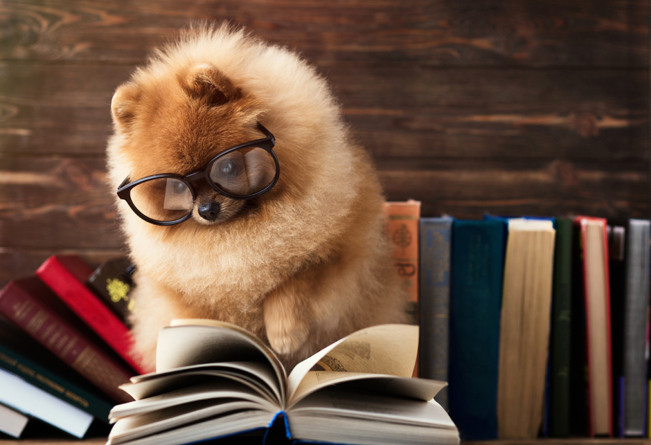 pas knjiga znanje