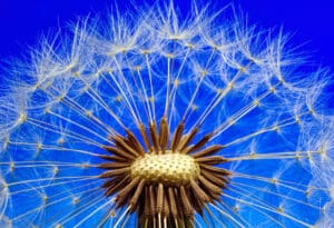 Božja inteligencija je svuda oko nas