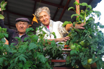 Rajčica samonikla iz "betona" odolijeva vremenu, bolestima i zrije usred 11. mjeseca