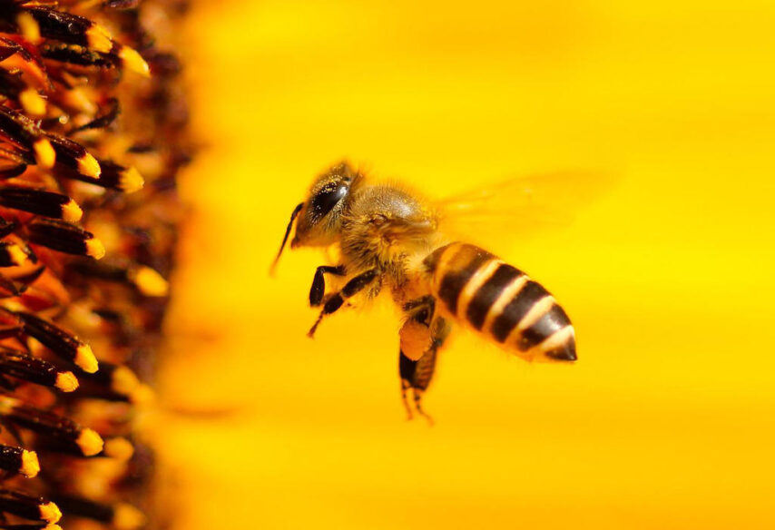 Pčela - savršenstvo prirode