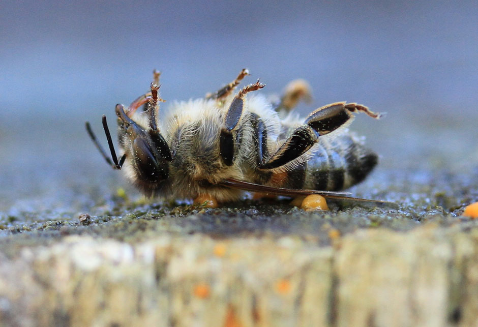 Smrt pčela - herbicidi i pesticidi