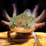 Ambystoma mexicanum Axolotl vodozemac riba