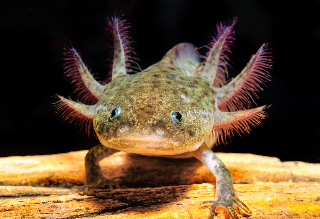 Ambystoma mexicanum Axolotl vodozemac riba