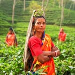 Indijska poljoprivreda