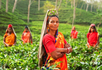 Indijska poljoprivreda