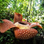 Rafflesia arnoldii Cvijet les