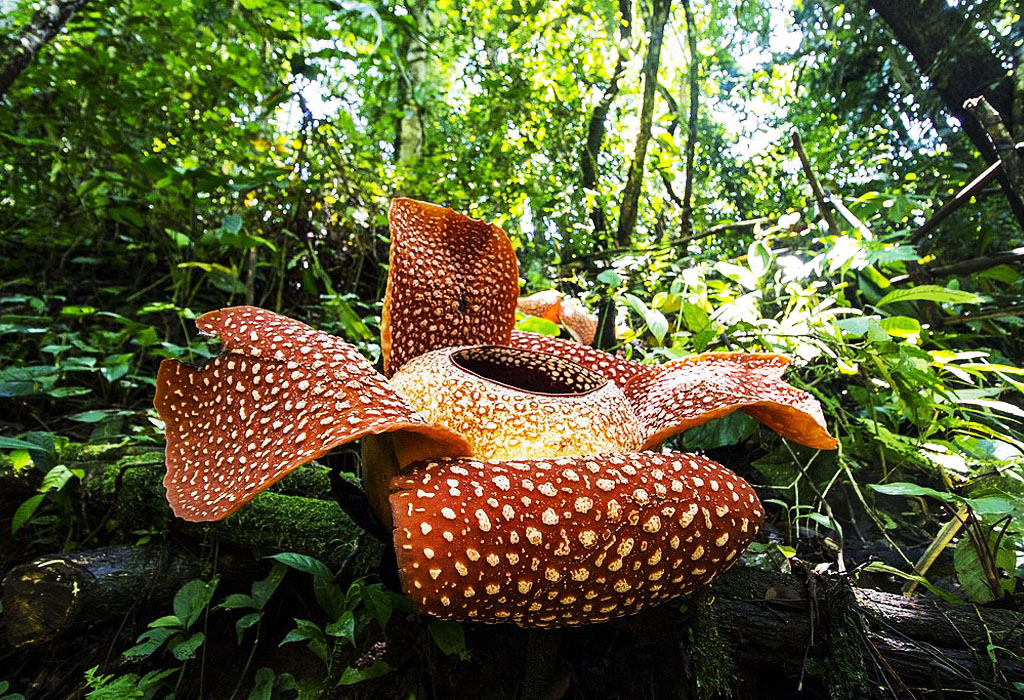 Rafflesia arnoldii Cvijet les