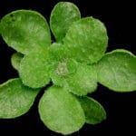 Arabidopsis thaliana- Talijin uročnjak