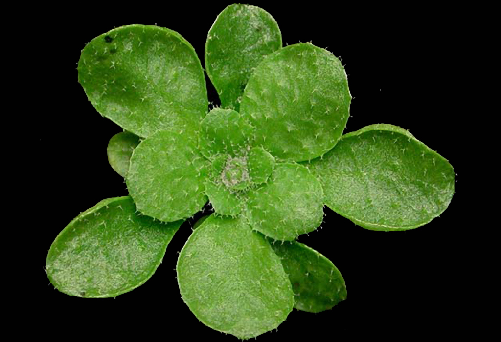 Arabidopsis thaliana- Talijin uročnjak