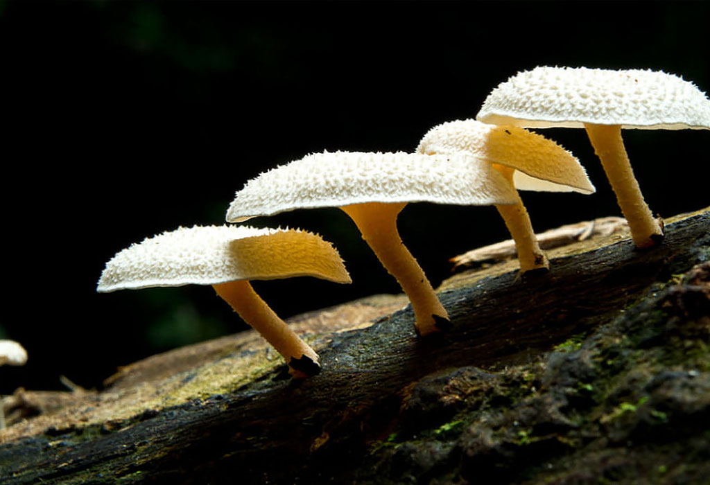 Gljiva koja jede plastiku