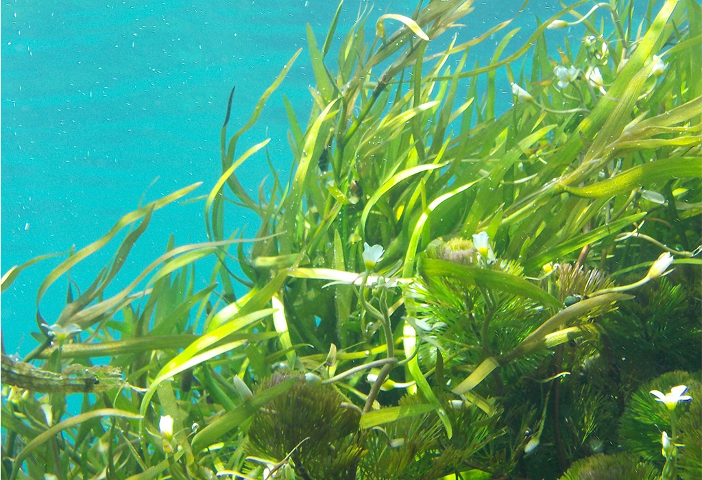 Kelp alga za boljitak štitnjače