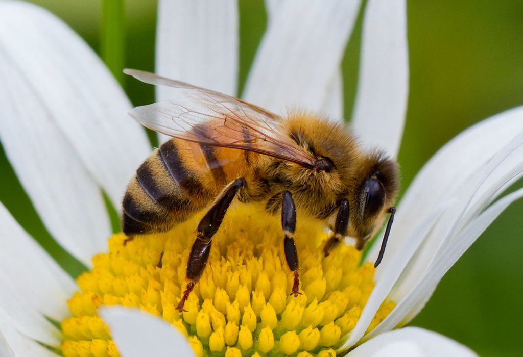 Apis mellifera Linnaeus