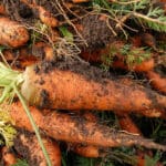 MRKVA - Je li mrkva dobra po zdravlje