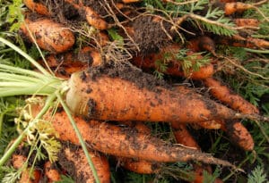 MRKVA - Je li mrkva dobra po zdravlje