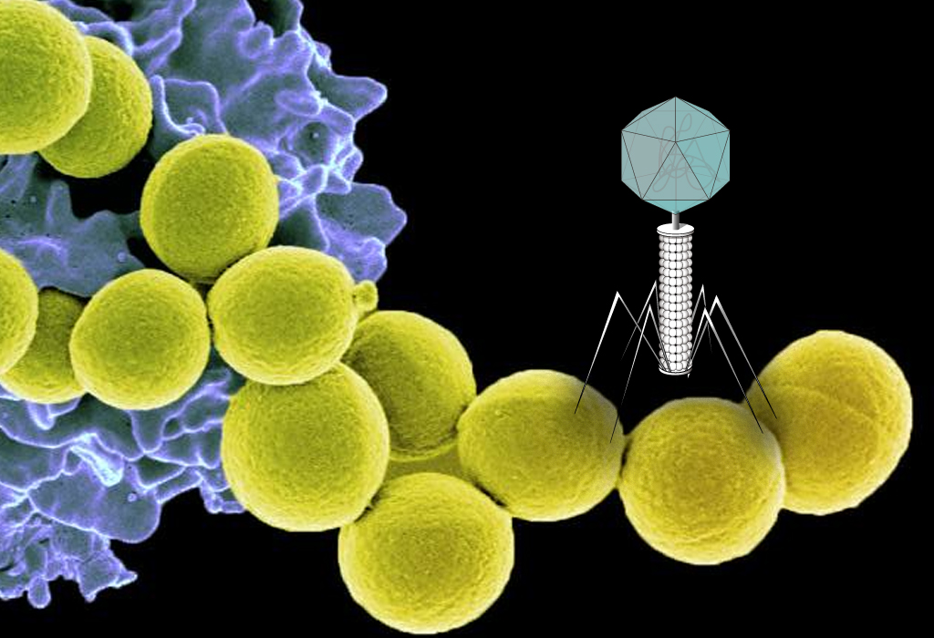 Streptokok - Bakteriofagi