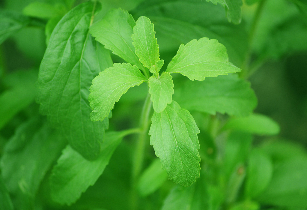 Stevia
