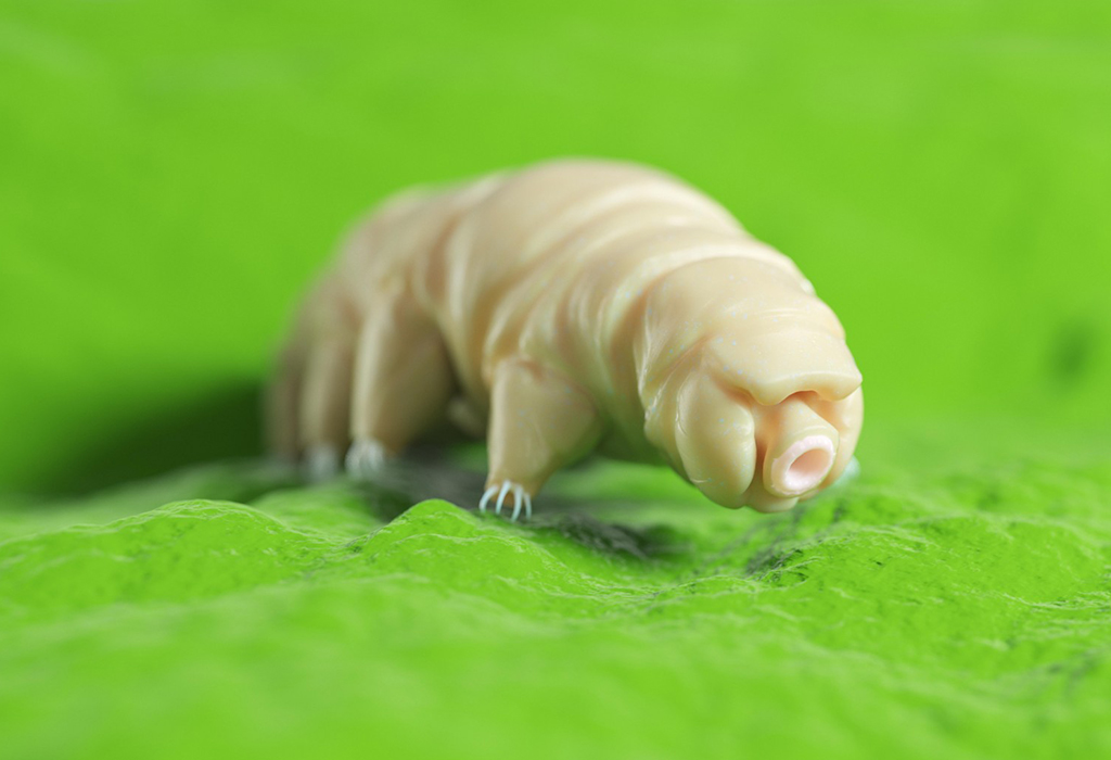 Tardigrade - vodeni medvjed