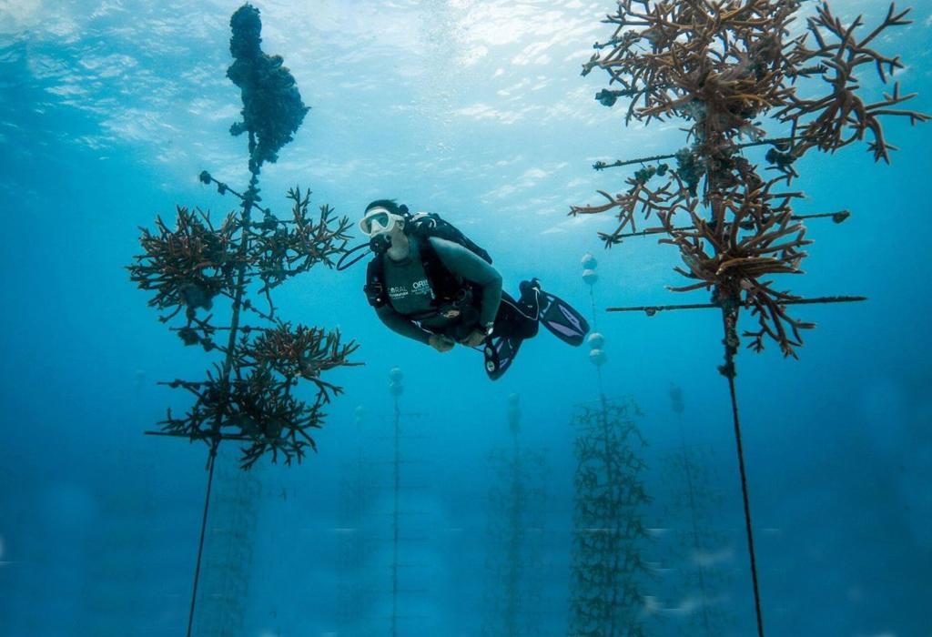 Morski svijet - ronilac