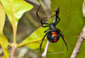 Pauk Crna Udovica Mediteran-Logicno