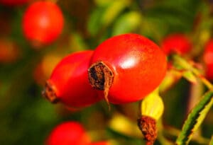 Vitamin C - Divlji šipak