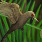 Oculudentavis khaungraae - najmanji dinosaur