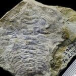 Fosil Ikaria wariootia