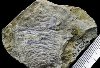 Fosil Ikaria wariootia