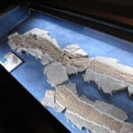 Fosil drevne ribe - Elpistostege watsoni