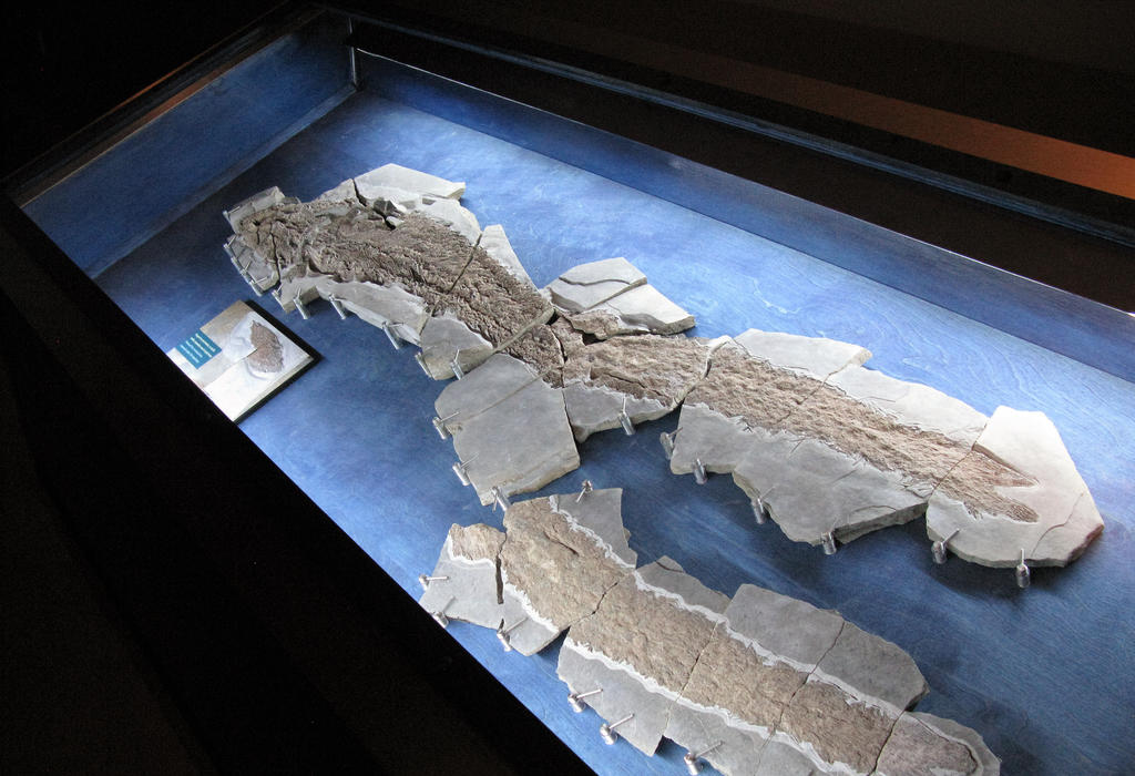 Fosil drevne ribe - Elpistostege watsoni