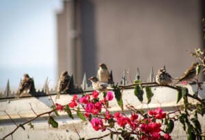 Ptice na grani - Biljke i zivotinje