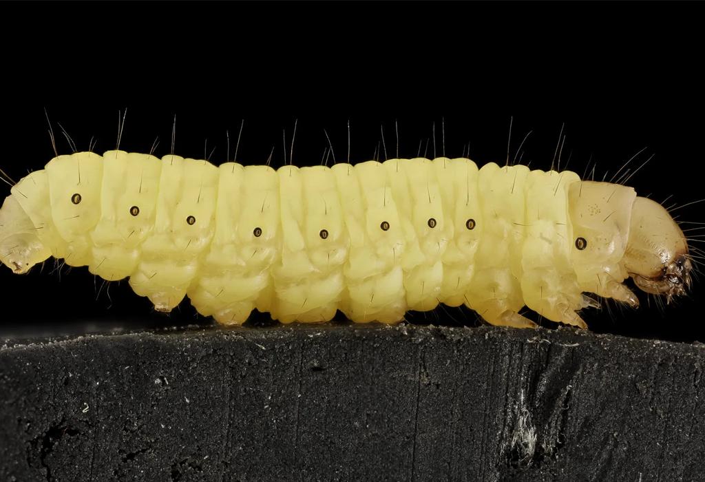 Voštana glista - crv