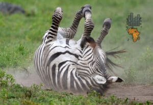 Afričko gospodarstvo