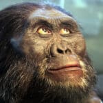 Lucy - vrsta istočnoafričke hominide