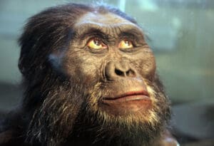 Lucy - vrsta istočnoafričke hominide