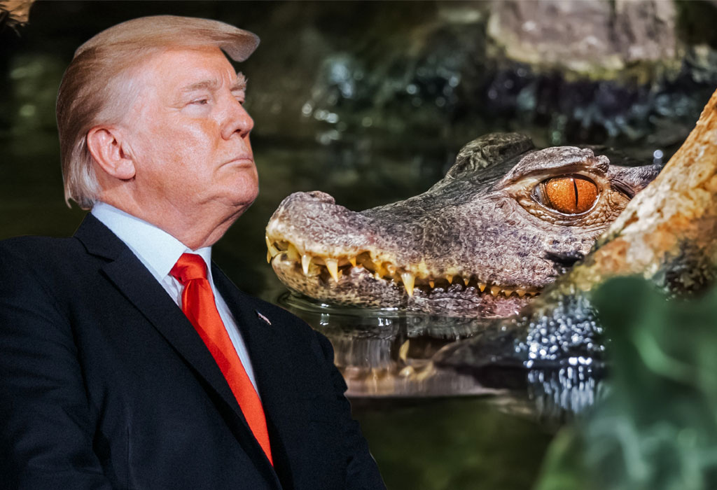 Donald Trump - Močvara