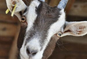 Koza pozitivna na koronavirus