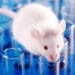 Znanstvenici uspjeli stvoriti dosad najnapredniji oblik hibrida miša i čovjeka nazvanog ''Himera'' 4