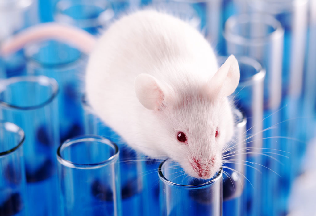 Znanstvenici uspjeli stvoriti dosad najnapredniji oblik hibrida miša i čovjeka nazvanog ''Himera'' 1