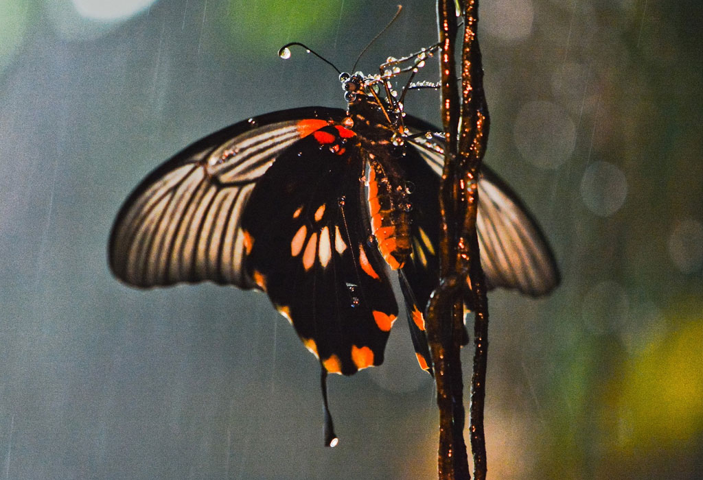 Leptir na kiši