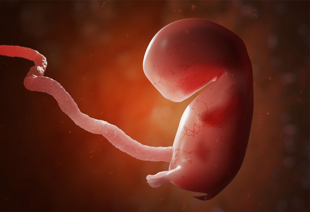 Planirano roditeljstvo - tkiva fetusa