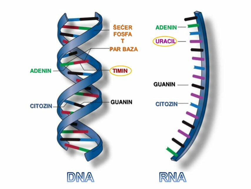 DNA RNA