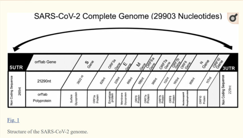 Struktura SARS-CoV-2 genoma