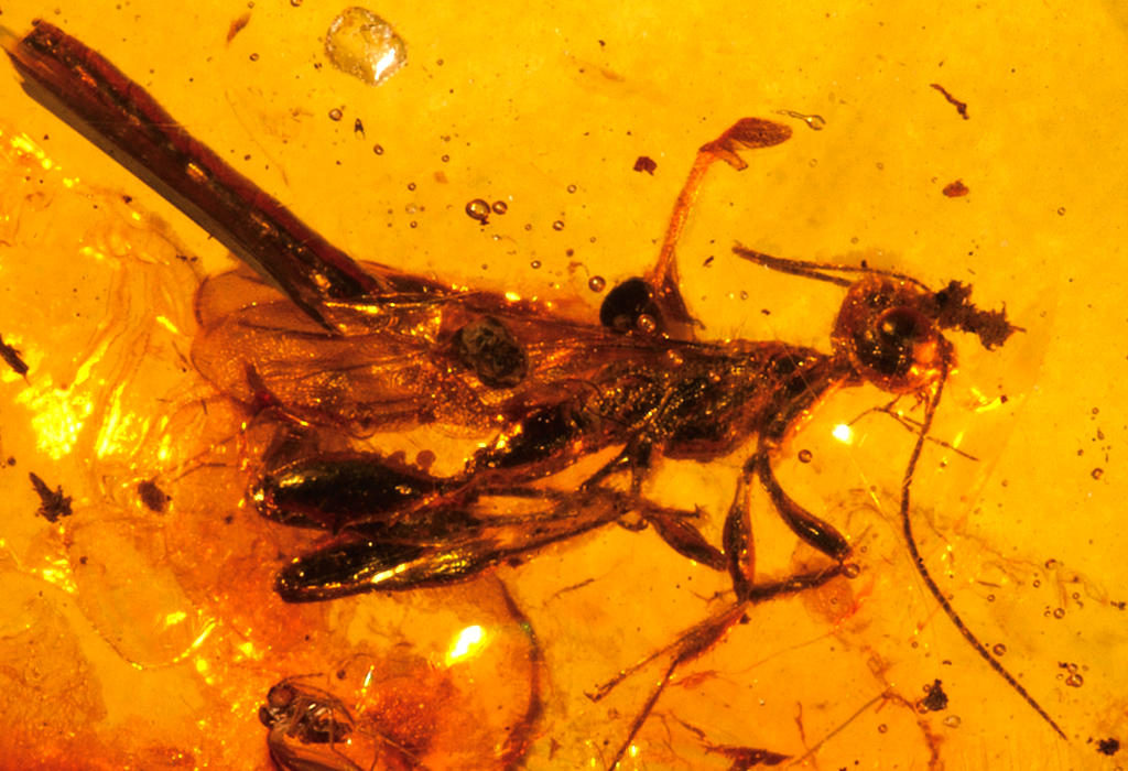 Insekti sačuvani u ćilibaru