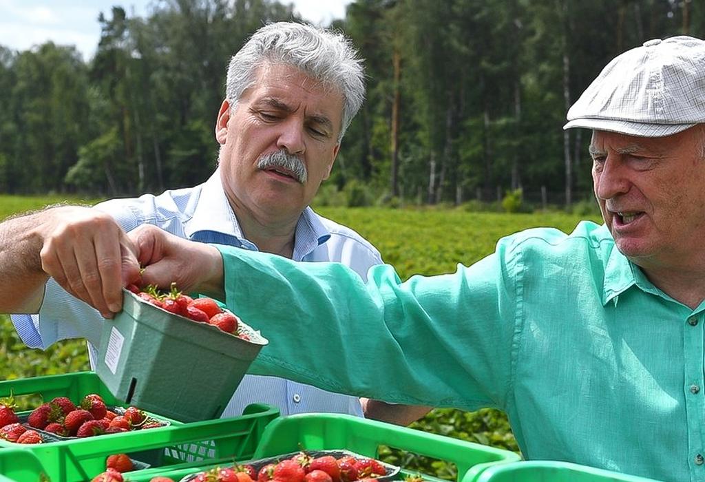 совхоз главный