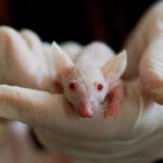 Kina - testiranje vakcine na miševima