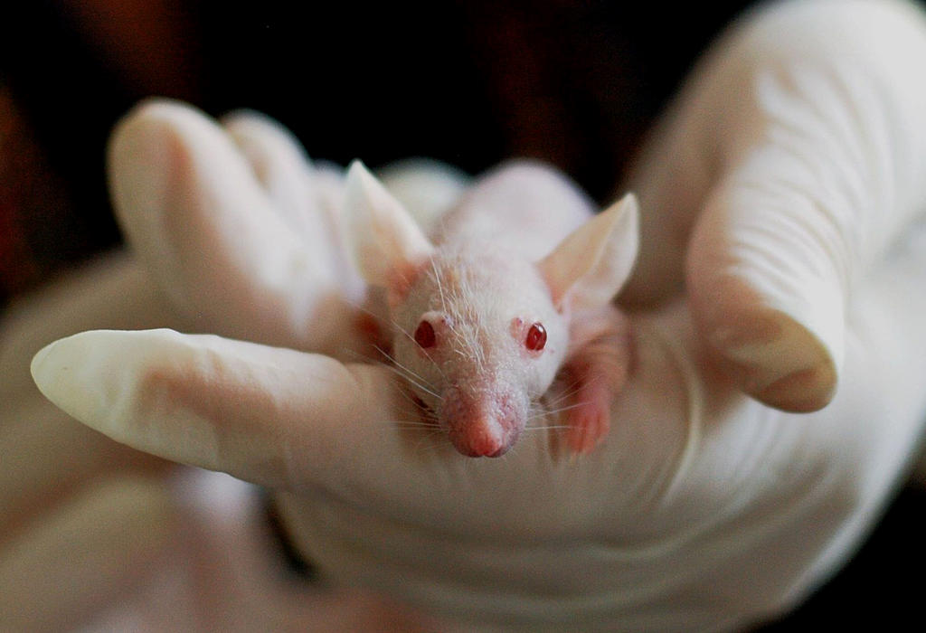 Kina - testiranje vakcine na miševima