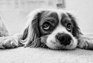 Psi vide crno-bijelo
